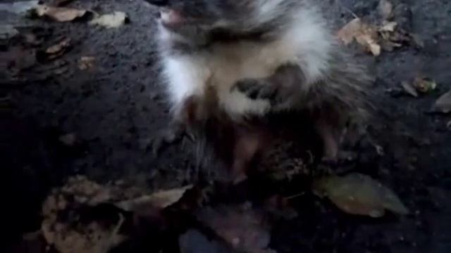 Прикольные животные. Ёжик - хозяин здешних мест. смотреть онлайн