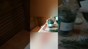 Как сделать пихтовый концентрат(экстракт) для бани своими руками в домашних условиях