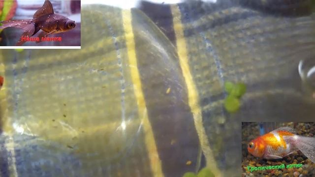 Тропический ихтиофтириоз(манка).Как боролись.Результаты.