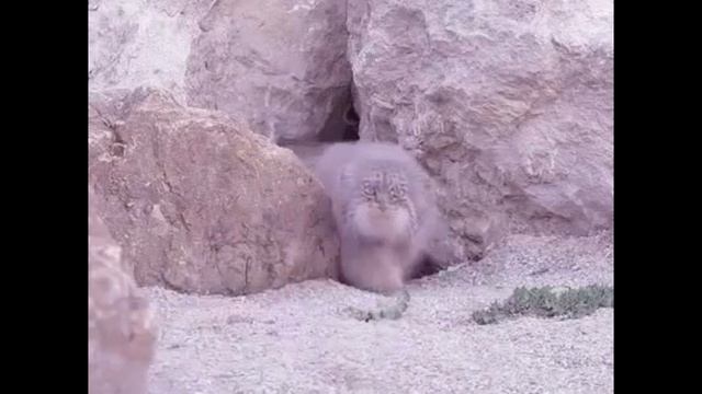 1 манул...2 манула(Украинський перевод)