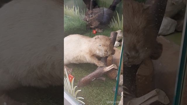 чучела животных 8.mp4