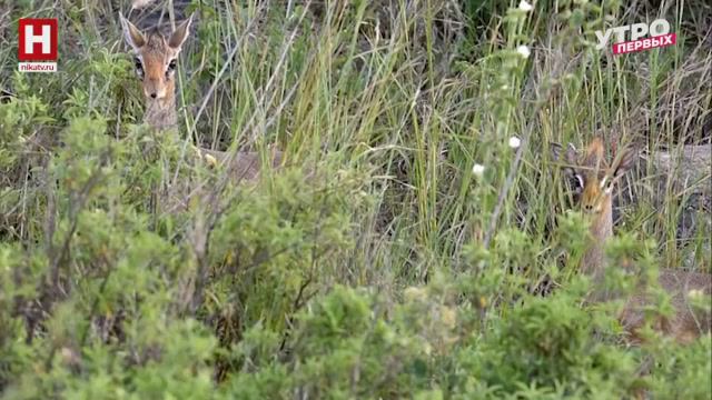 Миниатюрные животные | ЗООМАНИЯ