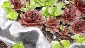 Семпервивум(Молодило.Каменная роза)Размножение,уход и содержание.