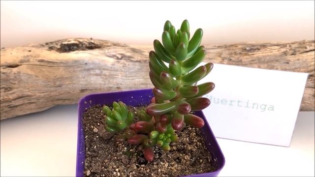 SEDUM RUBROTINCTUM | Sedo Rojo смотреть онлайн
