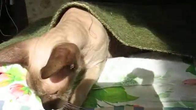 кошка под одеялом смотреть онлайн