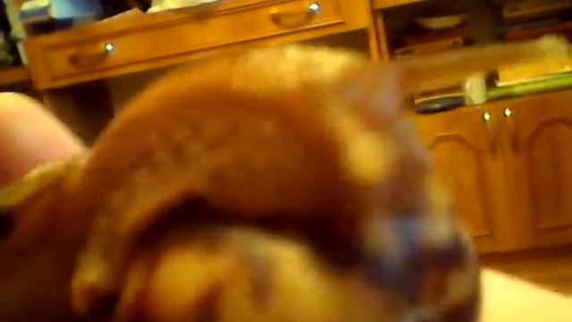 новая улитка ахатина(фулика стандарт) смотреть онлайн