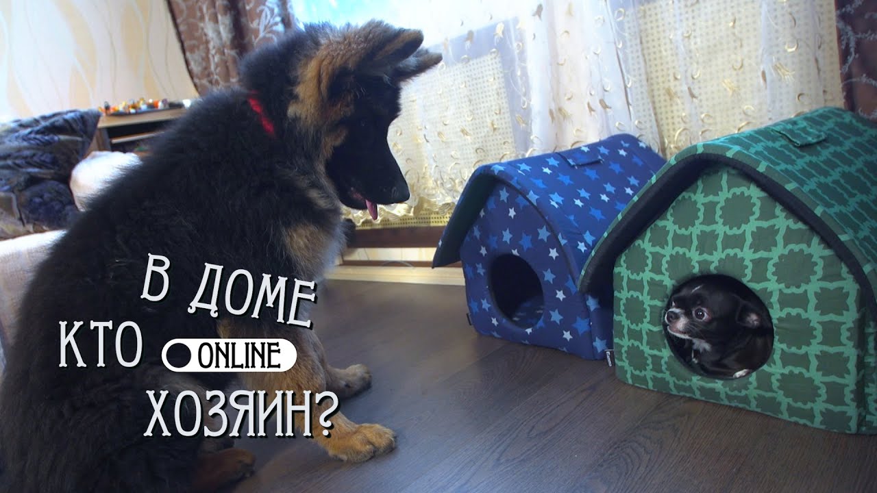 КАК ПОДРУЖИТЬ ЩЕНКА ОВЧАРКИ СО ВЗРОСЛЫМИ ЧИХУАХУА? смотреть онлайн