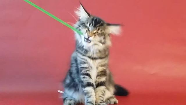 Котенок мейн кун - девочка Hana. Питомник Авакун смотреть онлайн