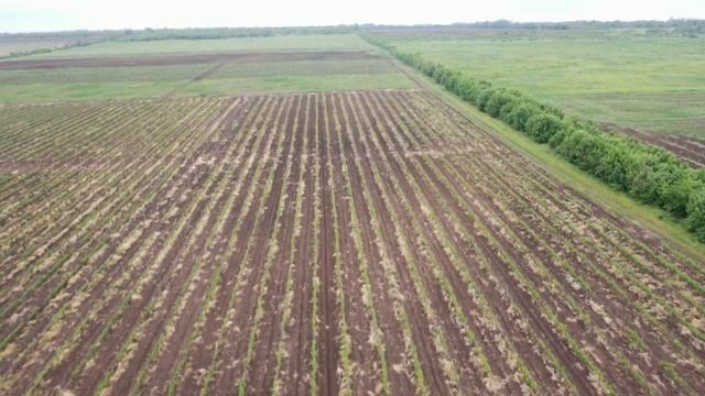 Профилактический визит в винодельню смотреть онлайн