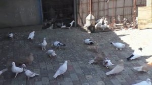 Голуби Самвела  г.Краснодар часть 2 ая.  Голуби очень редкой красивой  масти !!!