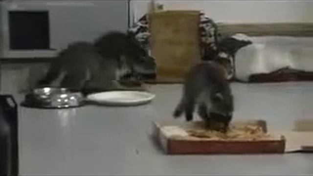 Мамма миа это же пицца! смотреть онлайн
