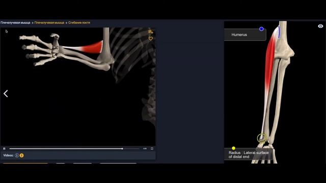 Анатомия. Плечелучевая мышца. Функции, начало, крепление, растяжение смотреть онлайн