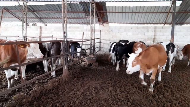 İNEK ÇİFTLİĞİ 🐄BÖLÜM 2- HAMİLE İNEK BAKIMI-HOLSTEİN-SİMENTAL-AKBAŞ#inekçiftliği#kurbanlık смотреть онлайн