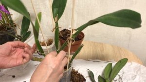 Посадка каттлей с открытой корневой, часть 1.