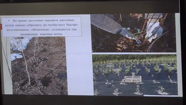 Маячная ветка. Часть лекции Татьяны Смирновой для Академии питомниководства.