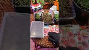 Лапчатка из семян. Посев и всходы.