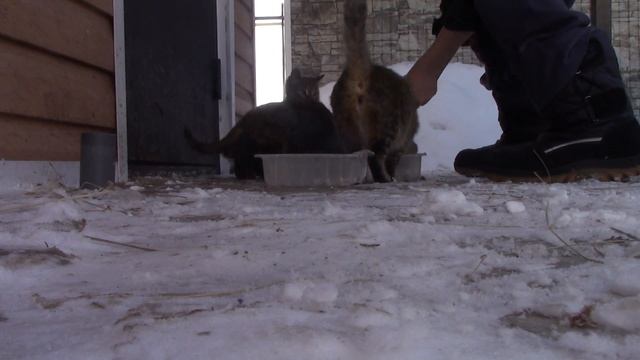 Кошкина радость в Новый год. Адвент календарь. День 24. смотреть онлайн