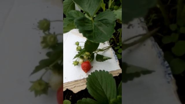 Земляника "Азия" смотреть онлайн