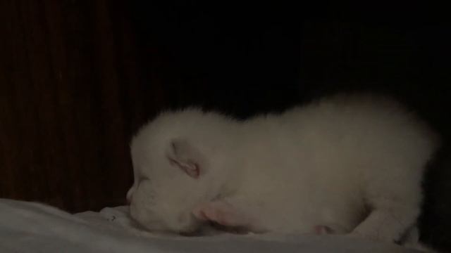 Шотландские Котятки, 10 дней. Открываются глазки смотреть онлайн