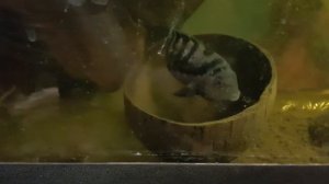 Чернополосая цихлазома (цихлида) опыты с разведением