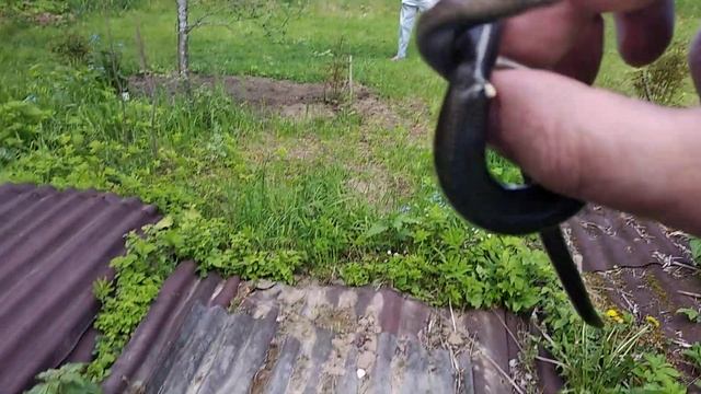 Веретеница, а не медянка смотреть онлайн