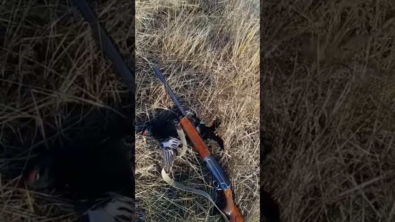 Первый тетерев #охота смотреть онлайн