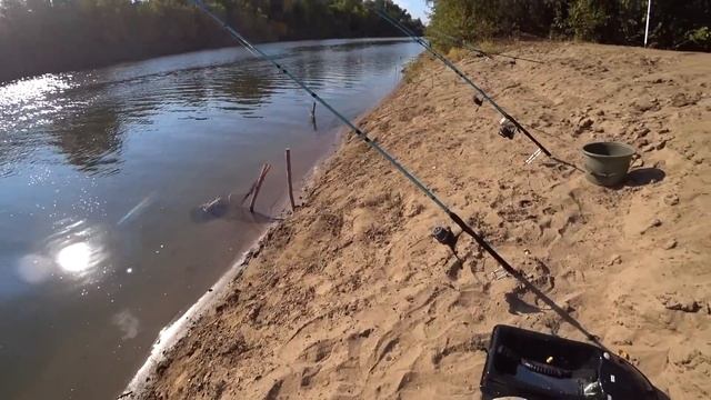 ДИКИЕ САЗАНЫ И КАРАСИ ЛАПТИ КЛЮЮТ НА КУКУРУЗУ И ГНУТ УДОЧКИ! Рыбалка на донки крокодил. смотреть онлайн