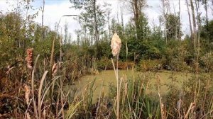 Рогоз  или камыш? Блюда из рогоза,применение в быту!