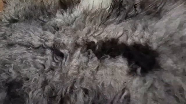 КОВРИК ИЗ СЕРОЙ ПЯТНИСТОЙ ОВЧИНЫ НА ПОДКЛАДЕ XL (КОД: 4397) смотреть онлайн