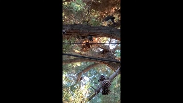Hawk eats bird in my yard in the Silicon Valley Ястреб ест птичку на моем дворе в Силиконовой Долин смотреть онлайн