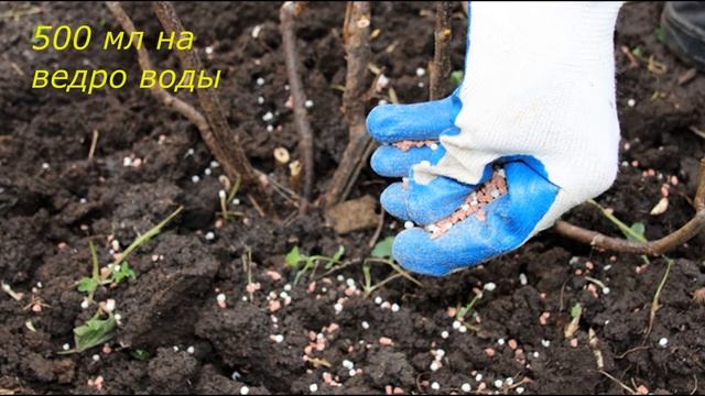 Первая Важная Подкормка Малины Весной От Этого Удобрения Малины будет Море! Уход за Малиной Весной смотреть онлайн
