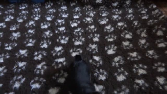 щенки австралийского терьера, puppy australian terrier kennel YAKOGOR смотреть онлайн