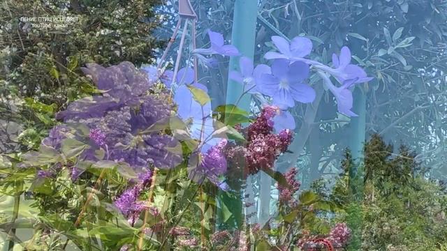 КОГДА ПОЮТ ПТИЦЫ-БОЛЕЗНИ ОТСТУПАЮТ. ПЕНИЕ ЛЕСНЫХ ПТИЦ И СОЛОВЬЯ УЛУЧШАТ НАСТРОЕНИЕ,УМИРОТВОРЯТ.