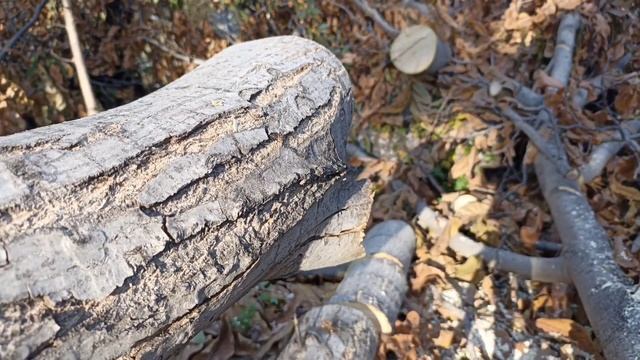 Husqvarna 562 Xp Chainsaw