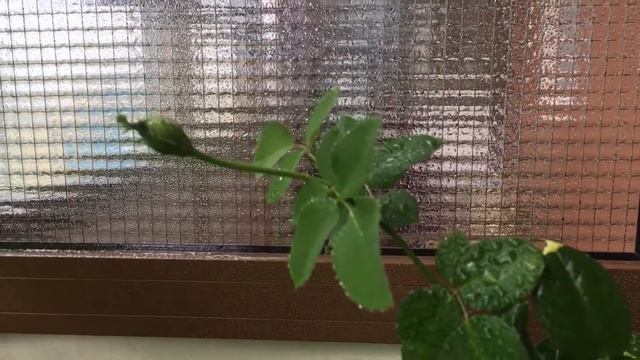 ? Rose “Red Empire” | Роза Флорибунда Ред Эмпаер готовится к цветению! смотреть онлайн