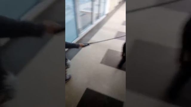 Благотворительный фонд Помощь животным. Сахалин смотреть онлайн