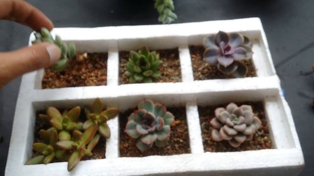 || COTYLEDON PENDENS CARE TIPS || смотреть онлайн