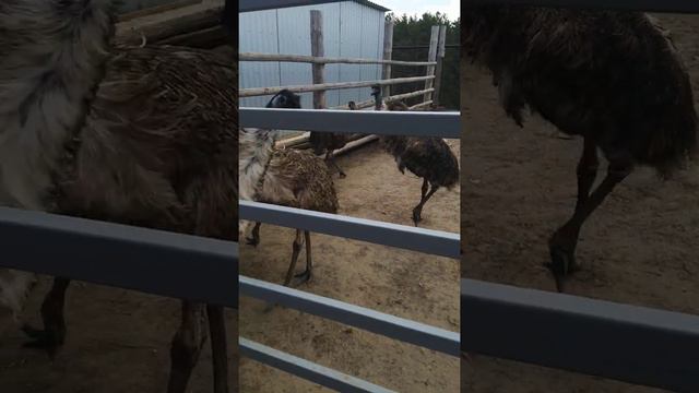 Страусиная ферма Барнаул Власиха 04.05 2021 смотреть онлайн