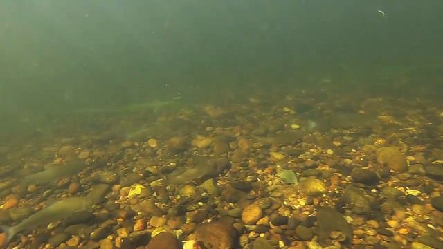 extrait vidéo subaquatique - Dordogne à Souillac juillet 2019 смотреть онлайн