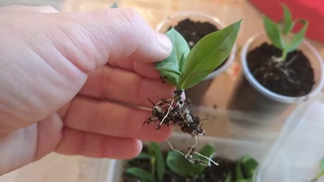 30.10.21 результат осеннего черенкования эустомы. смотреть онлайн