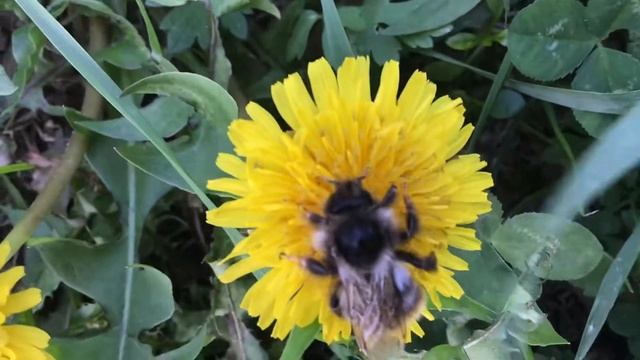 ?? Милый и пушистый шмель ??