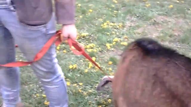 Выездные мини зоопарки , Москва 8(985)920-3697