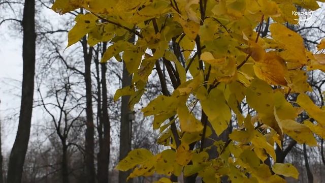 КРАСИВАЯ ГРУСТЬ УХОДЯЩЕЙ ОСЕНИ... Поёт и плачет саксофон! смотреть онлайн