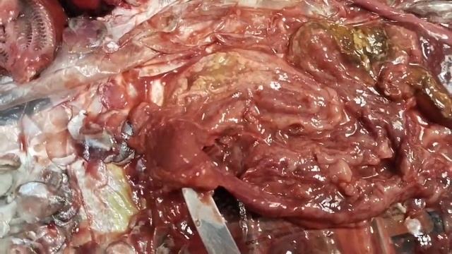 Потроха карпа. Не поняла, что из них можно есть, кроме икры. смотреть онлайн