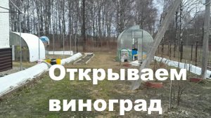 Открываем виноград. Владимирская область