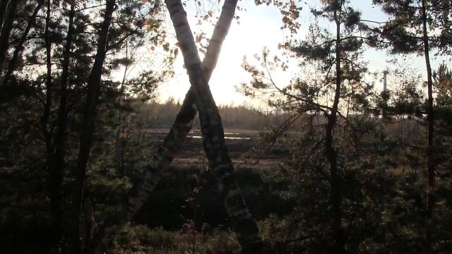 Лесные сюрпризы смотреть онлайн