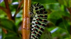 Рождение бабочки