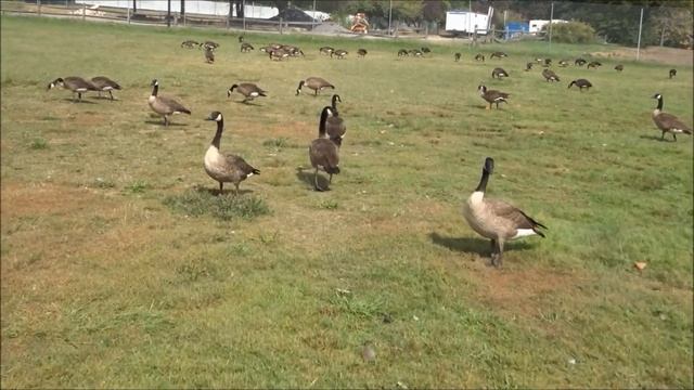 SONY WX350 MP4 VIDEO - CHASING GEESE смотреть онлайн