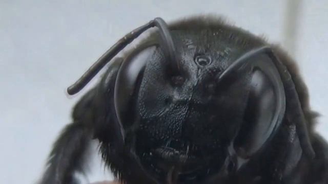 ? ПОДСТАВЬ РАНЕНОЕ МЕСТО ШМЕЛЮ. смотреть онлайн