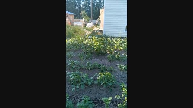 Что делать пенсионеру-Лепота пенсионера Овощи , которые надо поливать и полоть